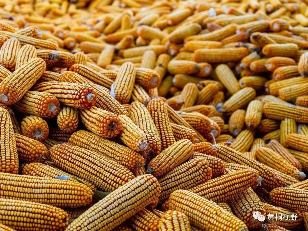 2023年首选这4个超高产玉米品种，亩产达3250斤，适合各地种植
