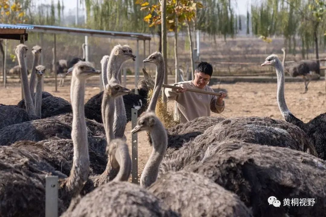 比养牛赚钱，比养猪风险低，50/斤，全身都是宝，养100只年赚30万