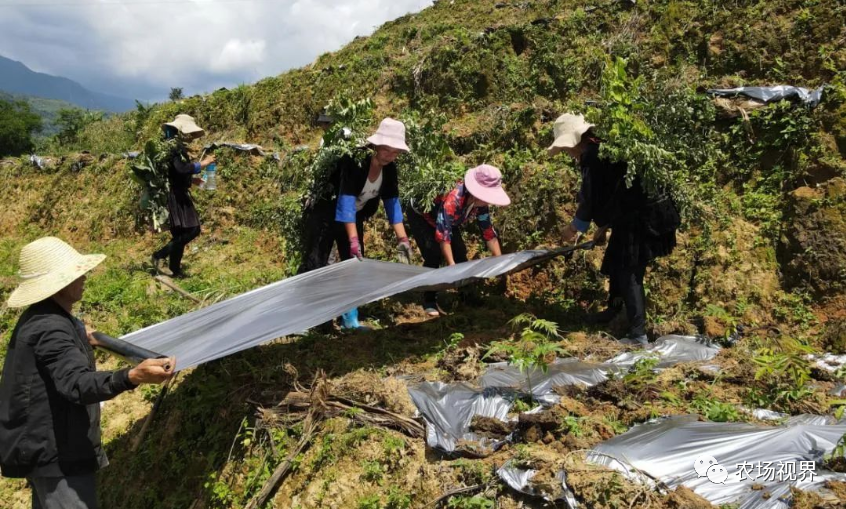 种植案例：6个月见收，种一次收十几年，四季可采摘，最高卖价每公斤200元，荒山种植效益高