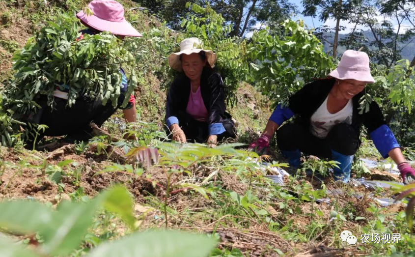 种植案例：6个月见收，种一次收十几年，四季可采摘，最高卖价每公斤200元，荒山种植效益高