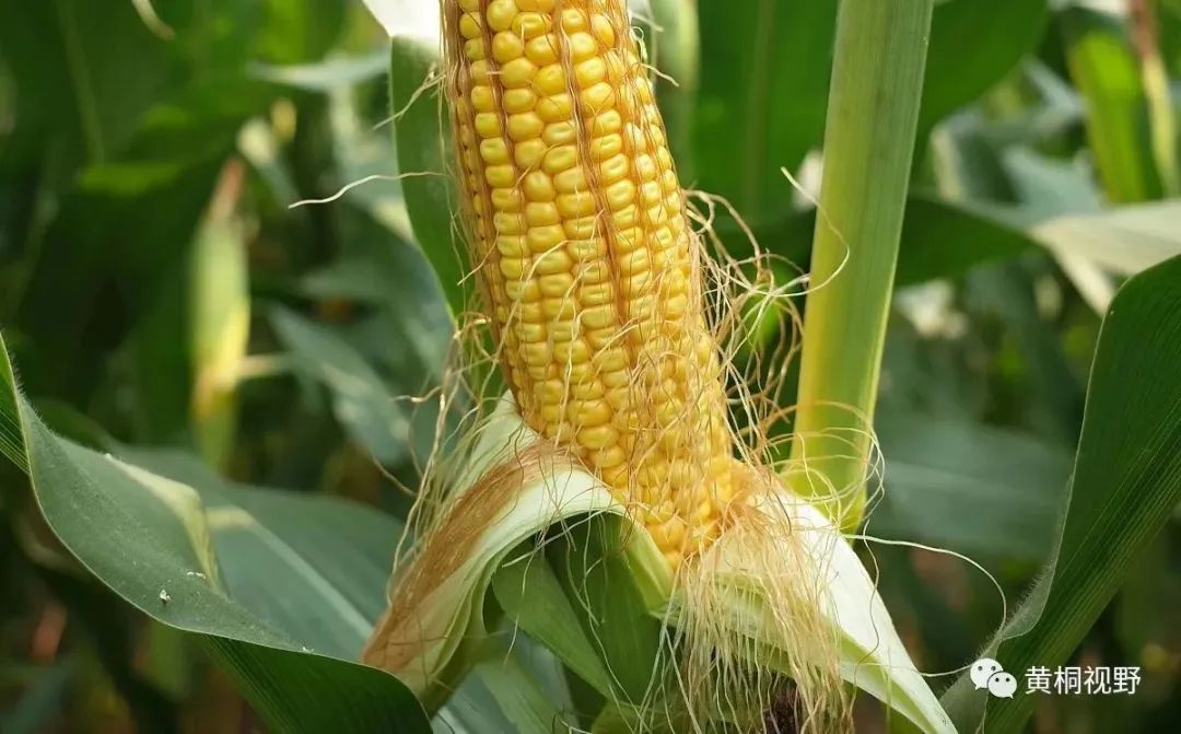2023年首选这4个超高产玉米品种，亩产达3250斤，适合各地种植