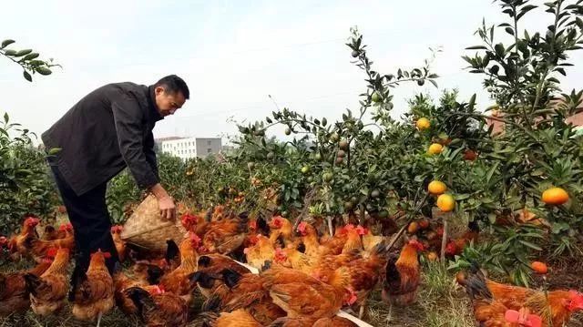 现在回农村搞养殖业，这几个项目考虑一下