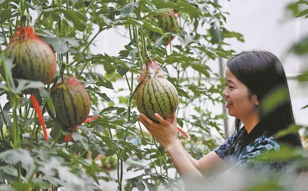 种西瓜的注意了！只需一点改变，亩收入轻松达2万，市场前景巨大不愁卖！