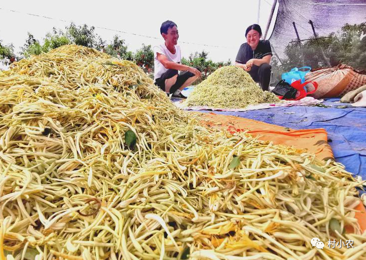 返乡创业如何年赚几十万？这6个没钱也能干的赚钱项目，非常适合你2023年来干！