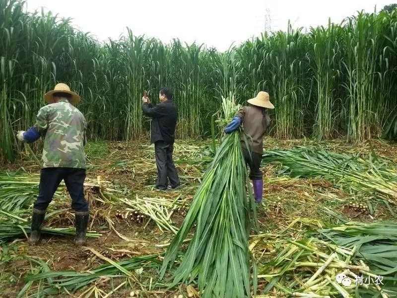 穷人如何赚到100万？农村这10个最赚钱创业项目，没本钱你也能白手起家！