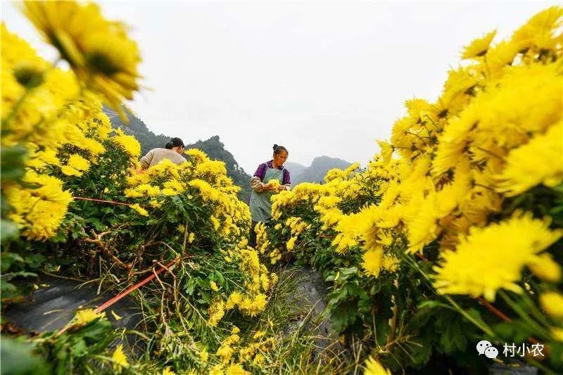 穷人如何赚到100万？这8个农村火爆创业致富项目，搞好了你也能白手起家！