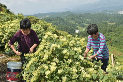 返乡创业如何年赚几十万？这6个没钱也能干的赚钱项目，非常适合你2023年来干！