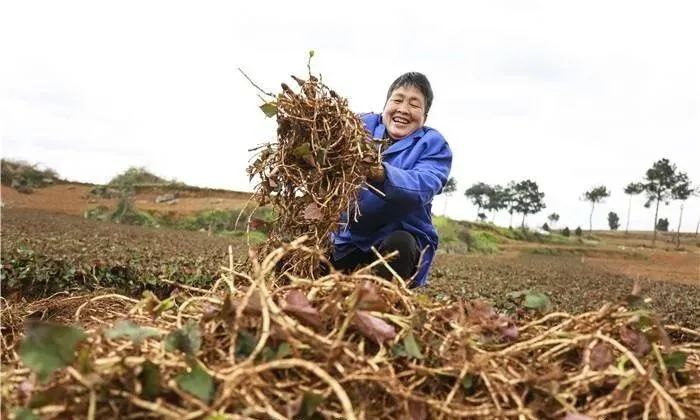 穷人如何年入百万？这9个热门返乡创业项目，搞好了你也能轻松买房娶媳妇！